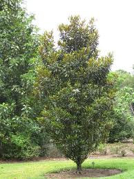 Alta Magnolia 30G []